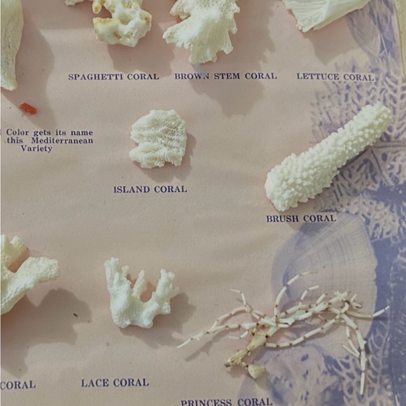 1969’s -Assorted Coral Collection Display - Picture 5 of 5